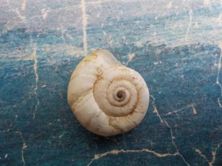 shellauction.net :: Zonites sp. - 3704280