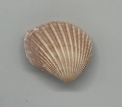 shellauction.net :: Neotrigonia margaritacea - 3709410