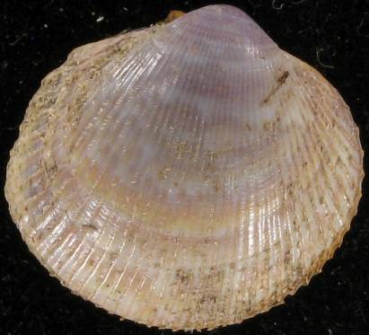 shellauction.net :: Fulvia natalensis - 3710416