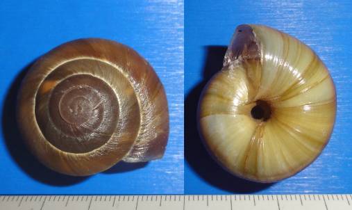 shellauction.net :: Zonites graecus - 3720195