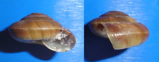 shellauction.net :: Zonites graecus - 3720195