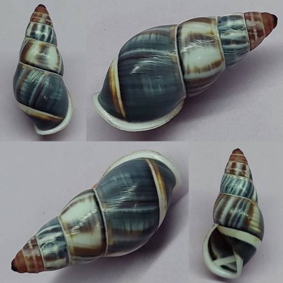 shellauction.net :: Amphidromus contrarius baaguiae - 3748459