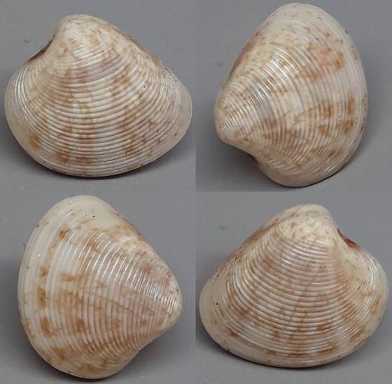 shellauction.net :: Circe sp. - 3765074