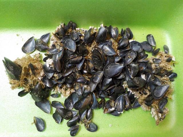 Shellauction Mytilus Galloprovincialis Colony 3771717