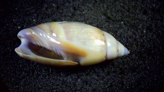 shellauction.net :: Olivella dama - 3778731