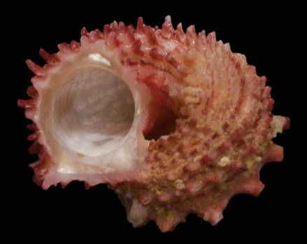 shellauction.net :: Angaria rugosa - 3784412