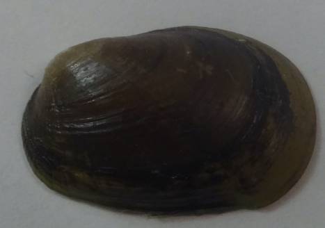 shellauction.net :: Musculus discors - 3786999