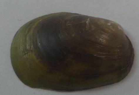 shellauction.net :: Musculus discors - 3786999