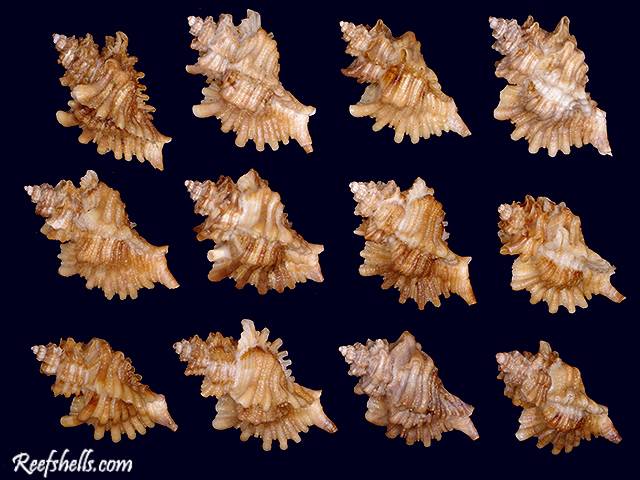 shellauction.net :: Ocenebra erinacea hanley - 3798422