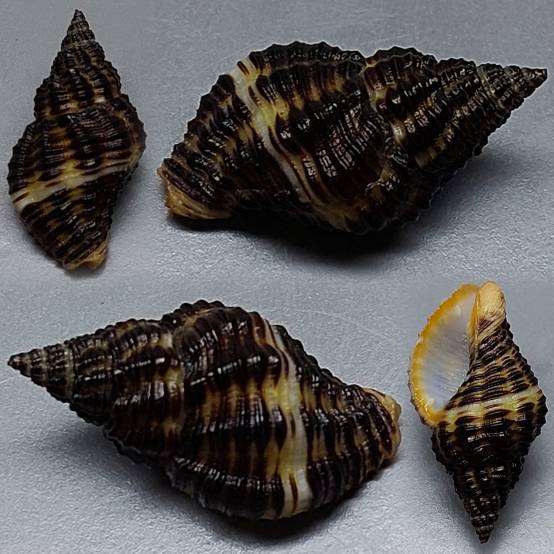 shellauction.net :: Engina sp. - 3800095