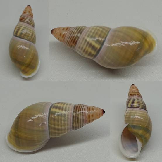 shellauction.net :: Amphidromus contrarius baaguiae - 3800704