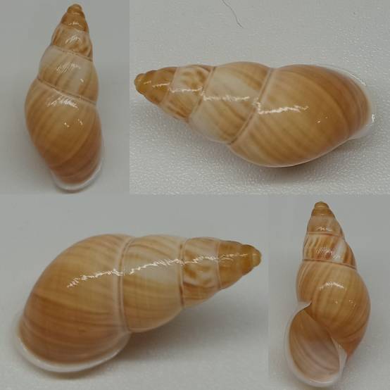 shellauction.net :: Amphidromus contrarius baaguiae - 3800711