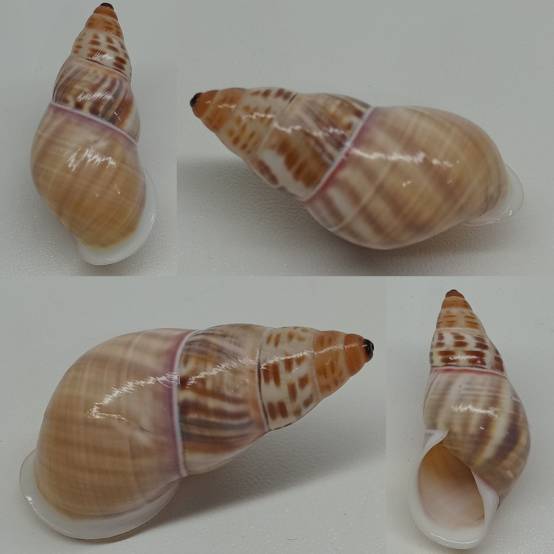 shellauction.net :: Amphidromus contrarius baaguiae - 3800718