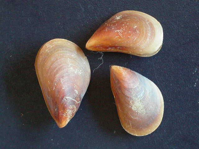 Shellauction Mytilus Galloprovincialis 3800887 Shellauction Mytilus Galloprovincialis 3800887