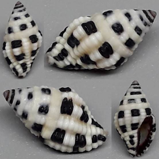 shellauction.net :: Engina sp. - 3802442