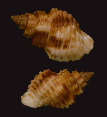 shellauction.net :: Cantharus spiralis - 3807882