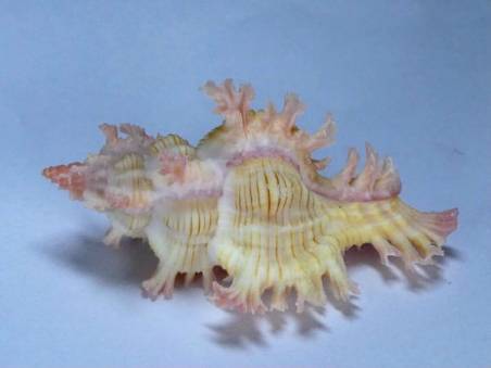 shellauction.net :: Chicoreus artemis - 3809785