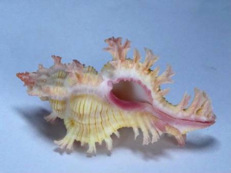 shellauction.net :: Chicoreus artemis - 3809785