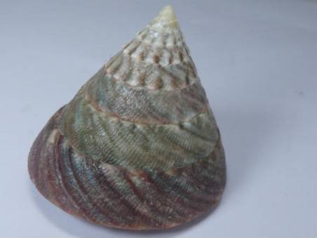 shellauction.net :: Tectus pyramis - 3809834