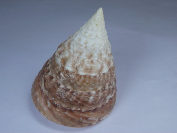 shellauction.net :: Tectus pyramis - 3809901