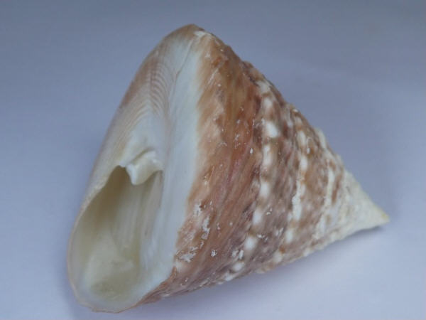 shellauction.net :: Tectus pyramis - 3809901