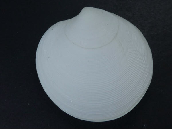 Shellauction Dosinia Incisa 3811814 shellauction-dosinia-incisa-3811814