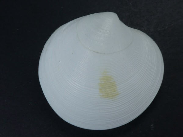 Shellauction Dosinia Incisa 3811814 shellauction-dosinia-incisa-3811814