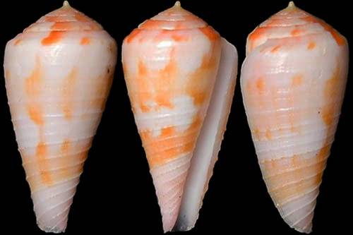 Conus Form shellauction.net :: Conus pertusus form amabilis - 3813802