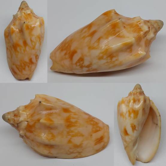 shellauction.net :: Cymbiola nusatenggara - 3815564