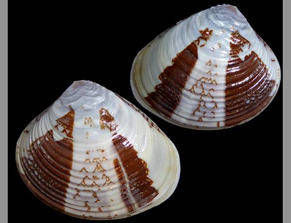 shellauction.net :: Circe rugifera - 3817029