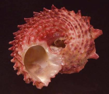 shellauction.net :: Angaria rugosa - 3820221