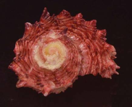 shellauction.net :: Angaria rugosa - 3820221
