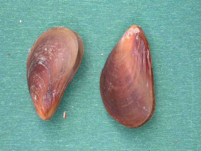 Shellauction Mytilus Galloprovincialis 3823265