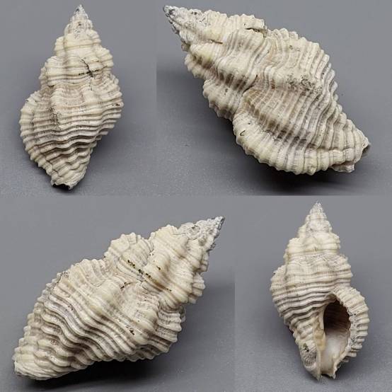 shellauction.net :: Engina sp. - 3823675