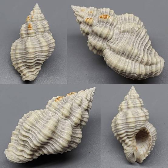 shellauction.net :: Engina sp. - 3823679