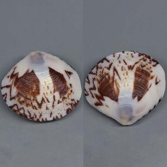 shellauction.net :: Circe plicatina - 3824264