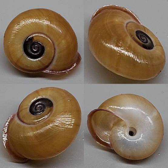 shellauction.net :: Planispira (Cristigibba) torticollis cf - 3828492