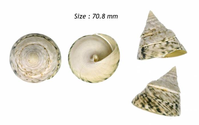 shellauction.net :: Tectus pyramis - 3835020