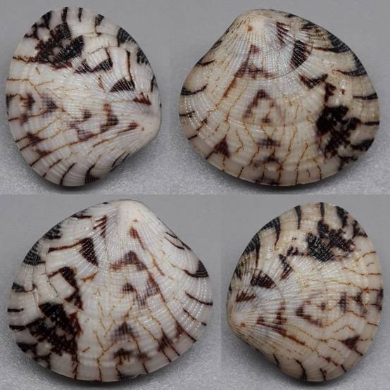 shellauction.net :: Circe sp. - 3837274