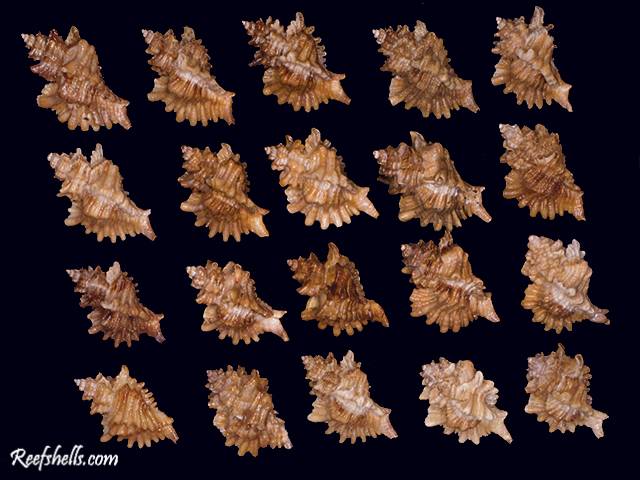 shellauction.net :: Ocenebra erinacea hanley - 3842765