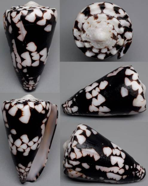 shellauction.net :: Conus nocturnus - 3849530
