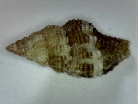 shellauction.net :: Engina species - 3850936