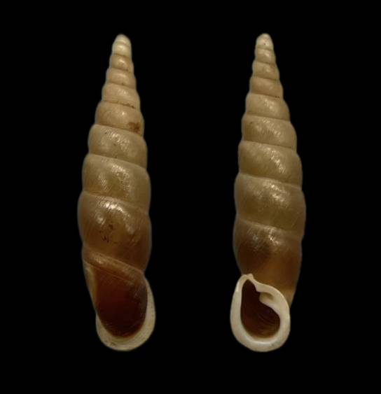 Lyrodes Shell shellauction.net :: Phaedusa lypra - 3857254