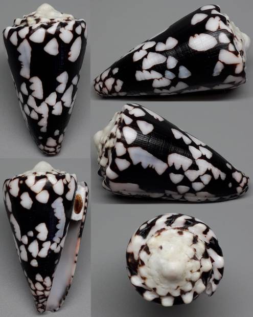 shellauction.net :: Conus nocturnus - 3858200