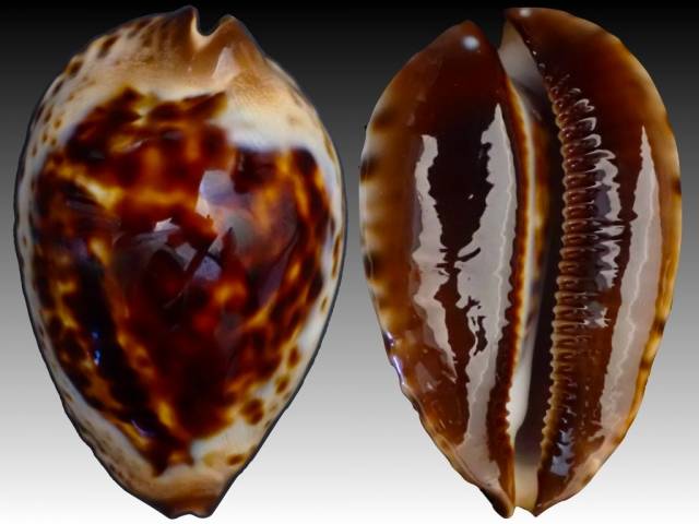 shellauction.net :: Zoila jeaniana jeaniana - 3860214