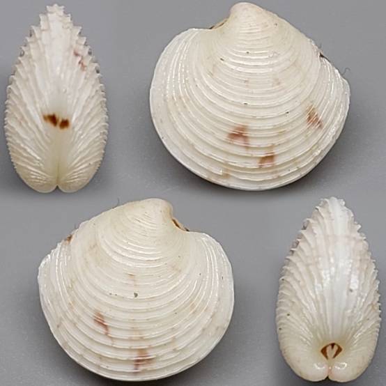 shellauction.net :: Circe scripta - 3862119