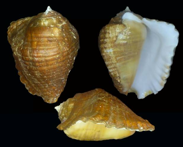 shellauction.net :: Titanostrombus galeatus - 3875018