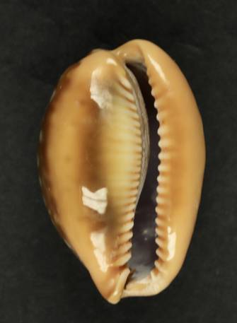shellauction.net :: Cypraea citrina citrina - 3880318