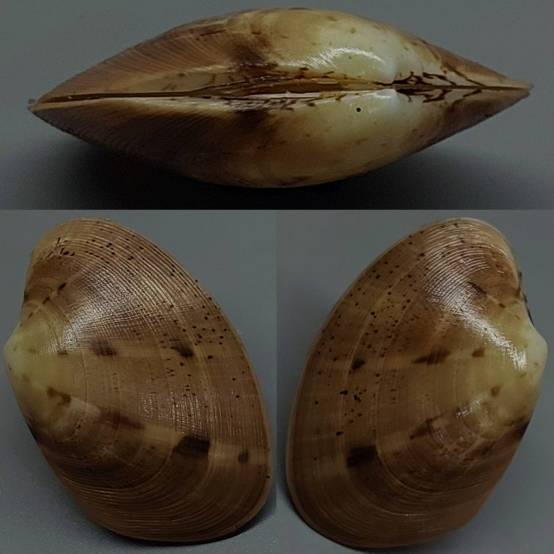 shellauction.net :: Costacallista erycina - 3881318