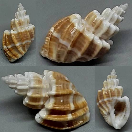 shellauction.net :: Scalptia scalariformis - 3882002